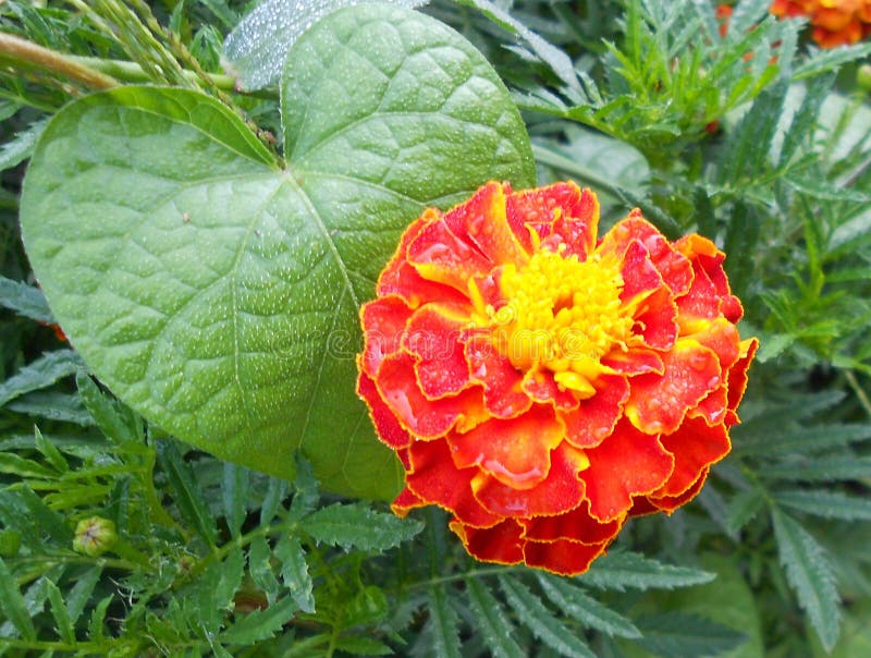Fiore rosso con un cuore giallo circondato dalle foglie delle forme differenti immagine stock libera da diritti Fiore rosso con un cuore giallo circondato dalle foglie delle forme differenti immagine stock libera da diritti