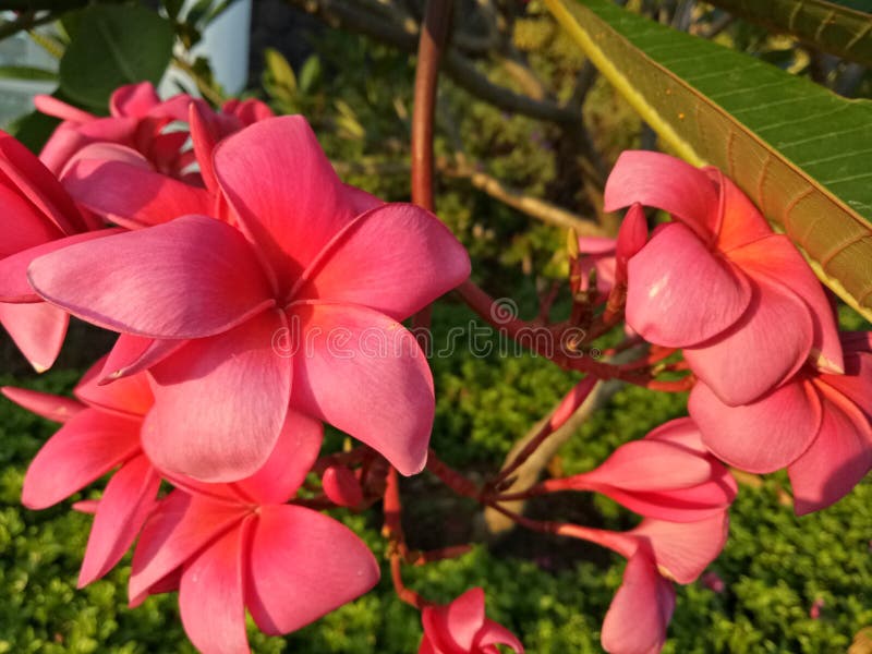 Fiore rosso del frangipane con le foglie verdi in complesso residenziale Sidoarjo, Indonesia di Pondok Candra fotografia stock libera da diritti Fiore rosso del frangipane con le foglie verdi in complesso residenziale Sidoarjo, Indonesia di Pondok Candra fotografia stock libera da diritti