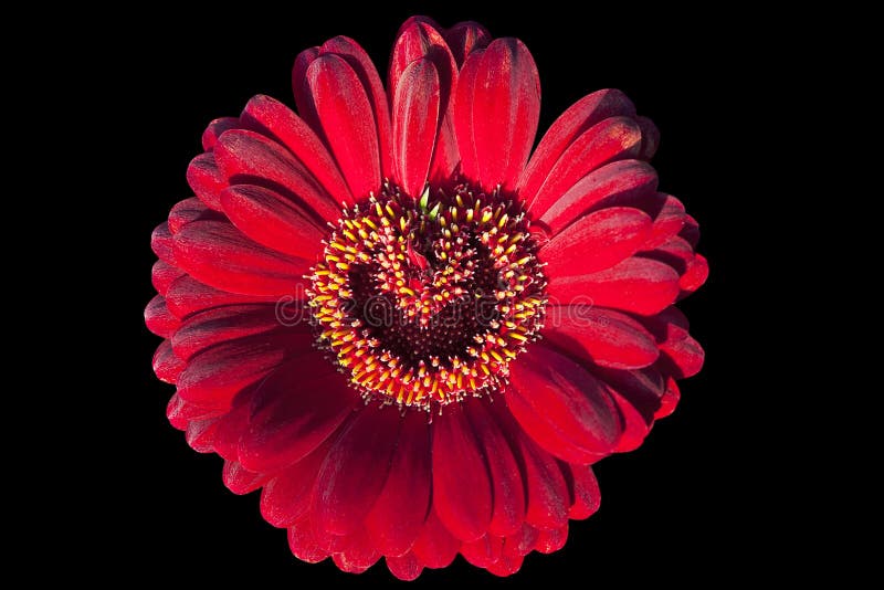 Fiore rosso del gerbera immagine stock Fiore rosso del gerbera immagine stock