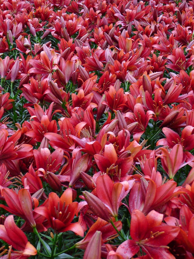 Fiore rosso del giglio immagine stock. Immagine di fioriture - 33787449