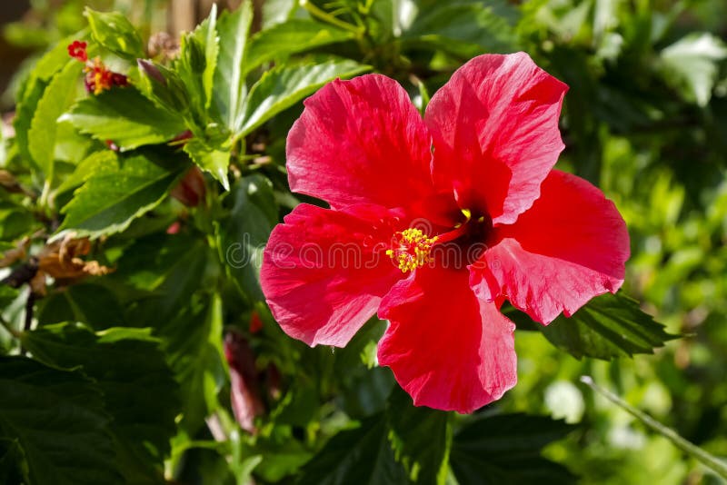 Fiore rosso dell'ibisco fotografia stock Fiore rosso dell'ibisco fotografia stock
