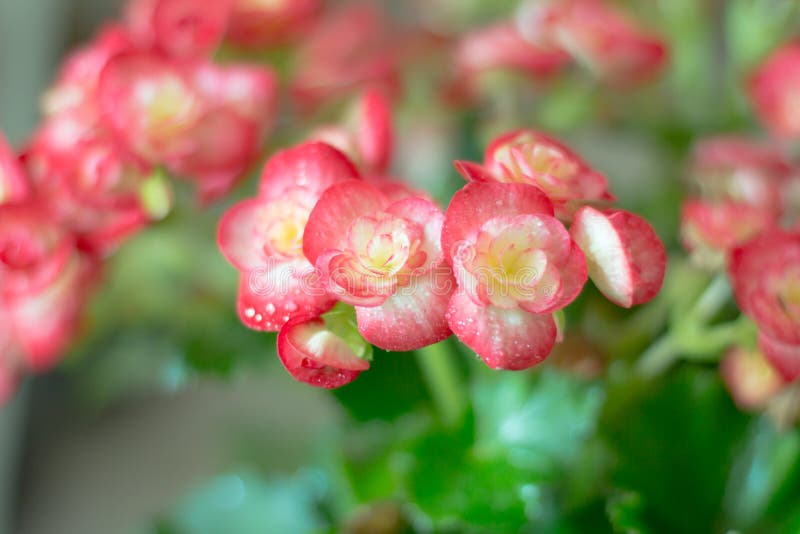 Fiore di begonia rossa immagine stock