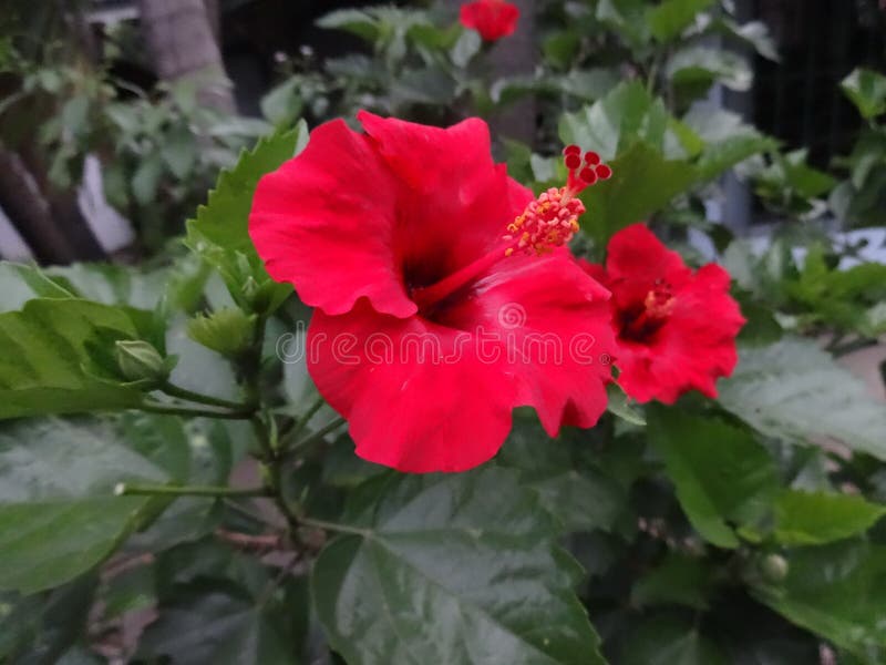 Fiore rosso di gumamela immagine stock Fiore rosso di gumamela immagine stock