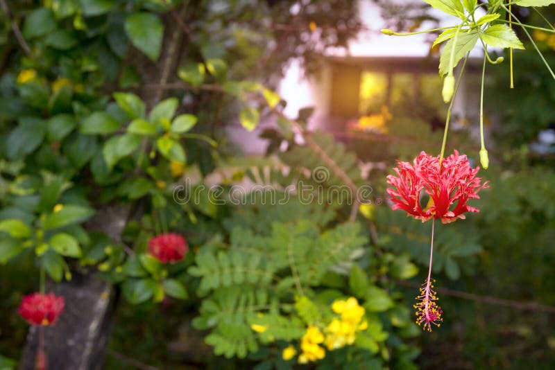 Fiore rosso di hibiscus schizopetalus immagine stock libera da diritti Fiore rosso di hibiscus schizopetalus immagine stock libera da diritti