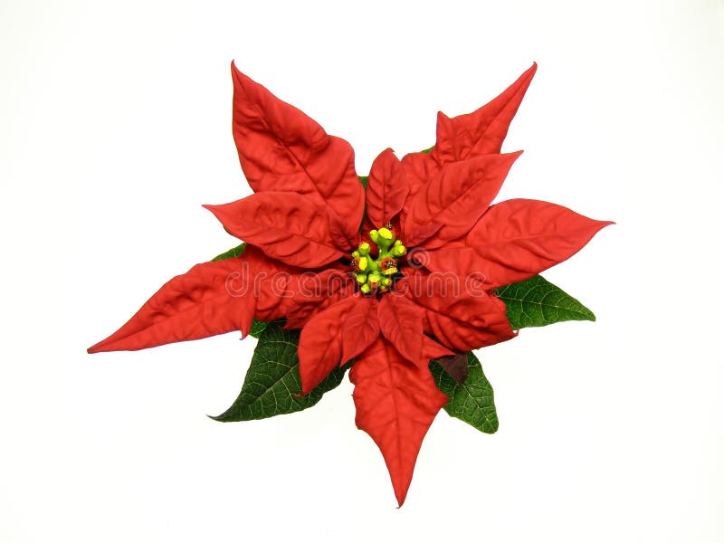 Poinsettias Christmas flower against white background. Poinsettias Christmas flower against white background