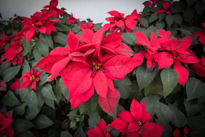 Red poinsettias Christmas flower in the Flower garden. Red poinsettias Christmas flower in the Flower garden