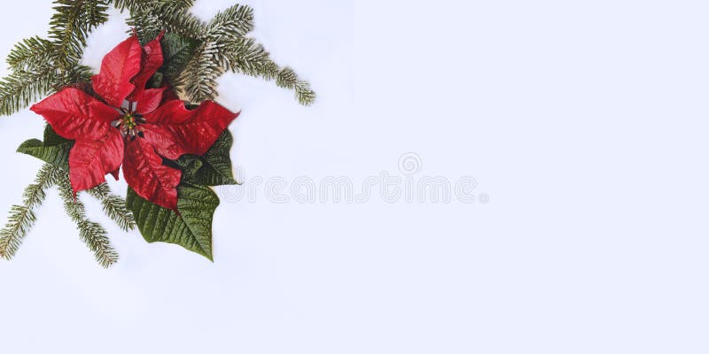 fiore rosso di Poinsettia con abete e neve su fondo bianco Saluto cartolina di Natale Cartolina Natale Bianco rosso e immagini stock fiore rosso di Poinsettia con abete e neve su fondo bianco Saluto cartolina di Natale Cartolina Natale Bianco rosso e immagini stock