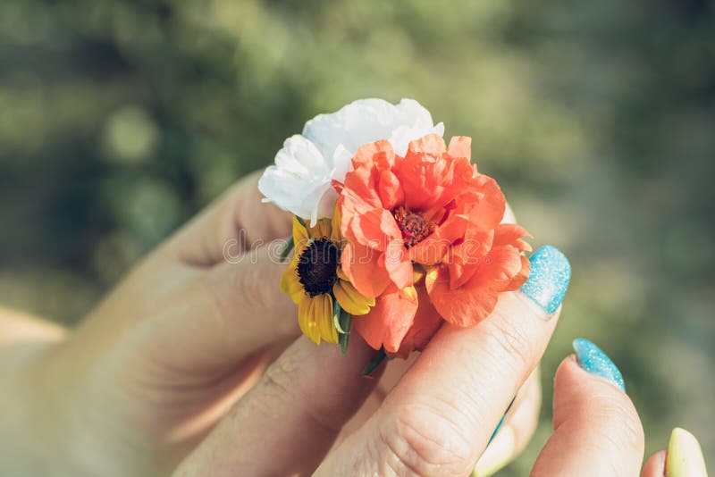 Fiore rosso e bianco giallo in mano femminile con il manicure Colore blu del chiodo immagini stock libere da diritti Fiore rosso e bianco giallo in mano femminile con il manicure Colore blu del chiodo immagini stock libere da diritti