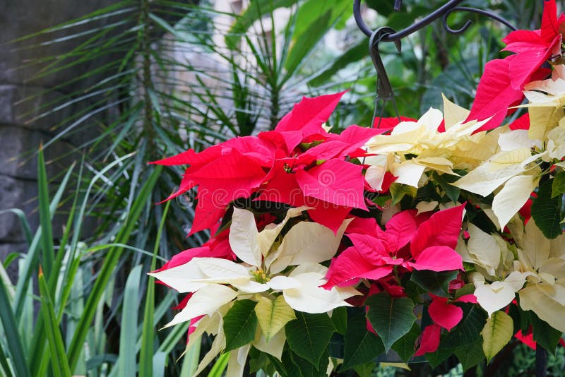 Red and yellow Poinsettias Christmas flower, taken in a resort in fllorida. Red and yellow Poinsettias Christmas flower, taken in a resort in fllorida