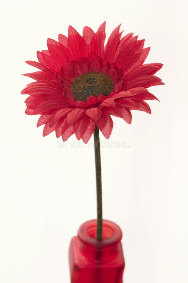 Fiore rosso in un vaso rosso fotografia stock libera da diritti Fiore rosso in un vaso rosso fotografia stock libera da diritti