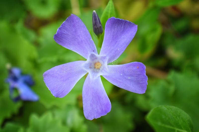 Fiore secondario di Vinca Apocynaceae della pianta comune della vinca il singolo con il germoglio nel fondo Primo piano di piccol immagine stock libera da diritti