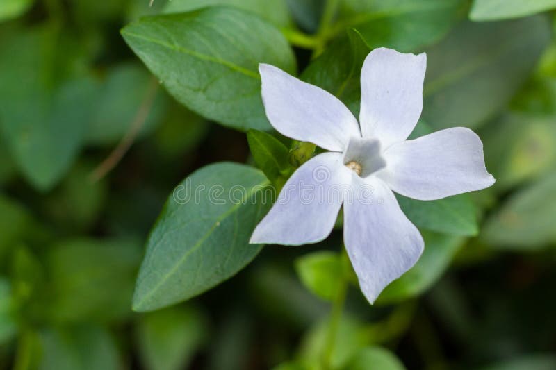 Fiore secondario o comune della vinca bianca della vinca nel giardino botanico di Lluc, Maiorca immagini stock