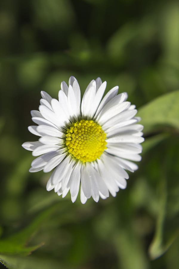 Fiore selvaggio bianco fotografia stock Fiore selvaggio bianco fotografia stock