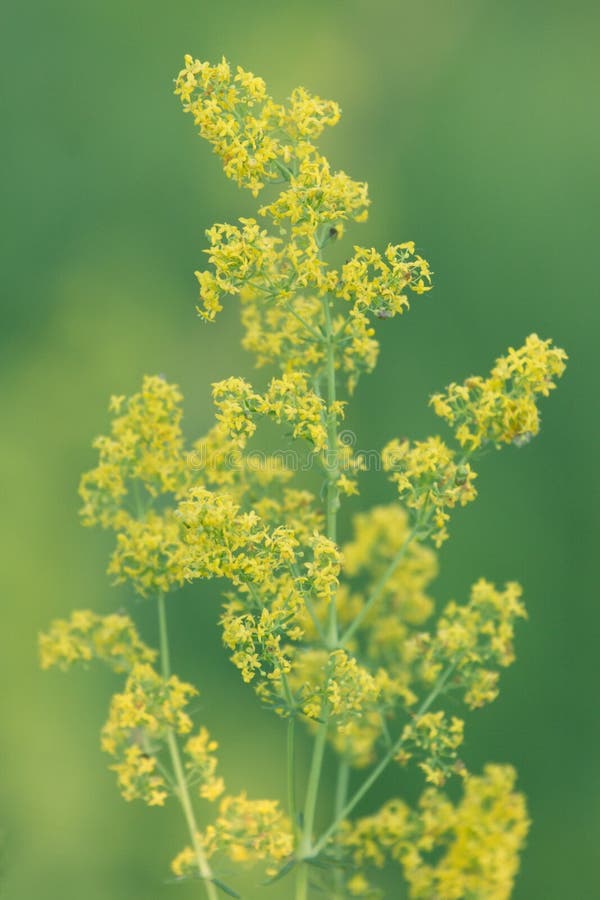 Fiore selvaggio giallo fotografie stock Fiore selvaggio giallo fotografie stock
