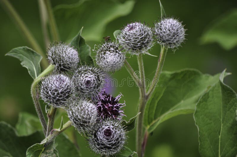 Fiore sferico con le schegge e coperto dalle ragnatele fotografia stock Fiore sferico con le schegge e coperto dalle ragnatele fotografia stock