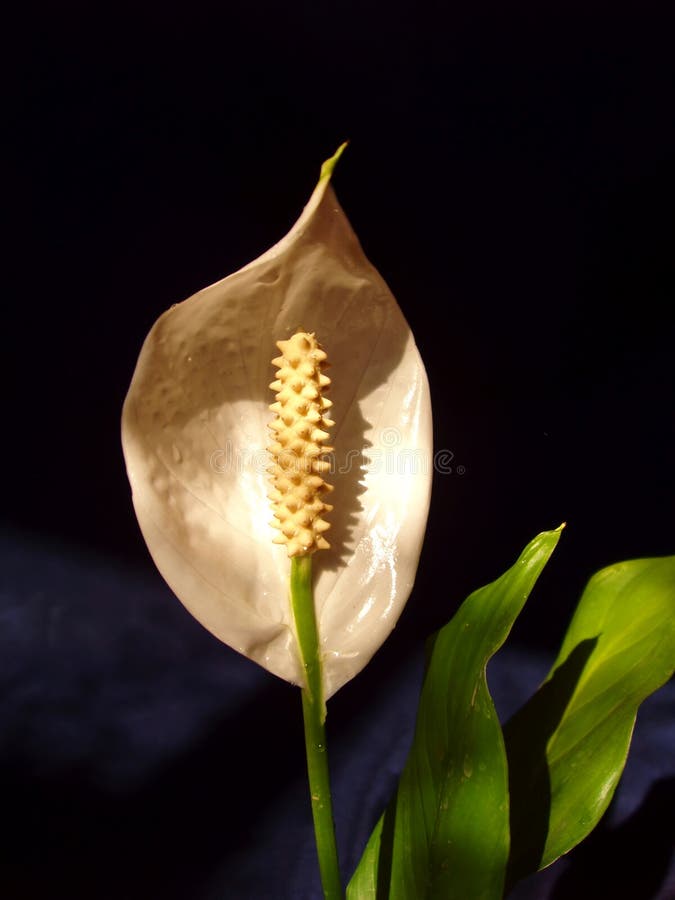 Fiore Spathiphyllum fotografie stock libere da diritti