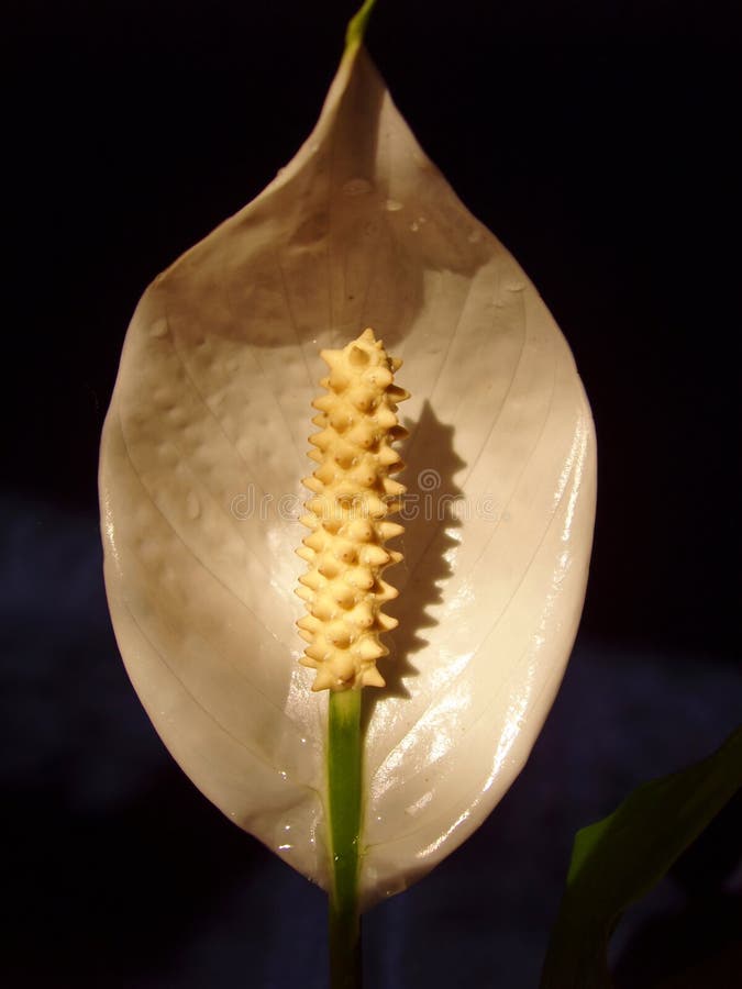 Fiore Spathiphyllum fotografia stock libera da diritti