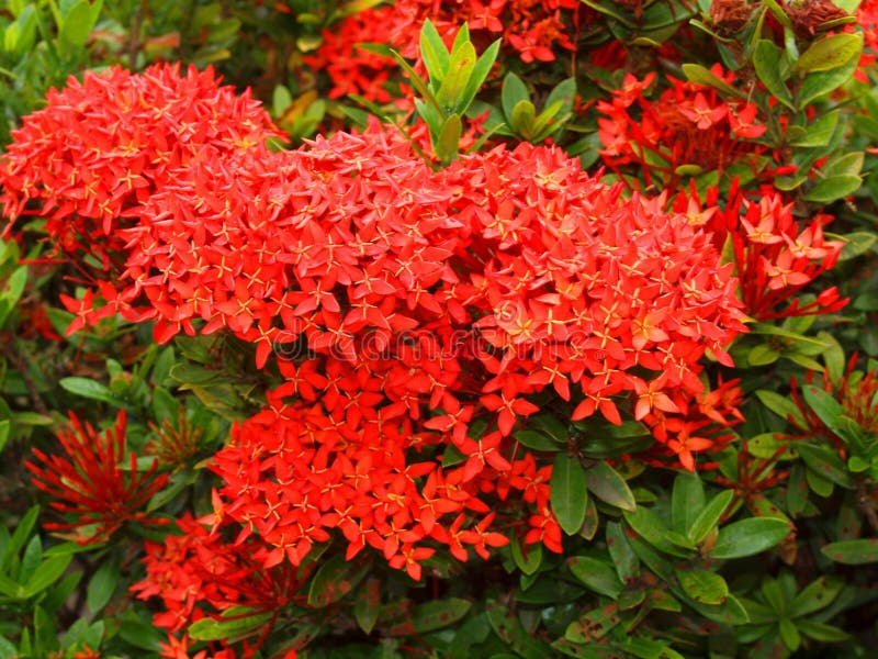 Natura meravigliosa del Vietnam centrale, vicino alla città di Nha Trang, fiore tropicale