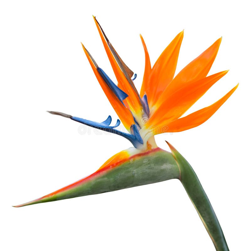 Fiore tropicale esotico isolato dello strelitzia reginae o uccello del paradiso immagine stock