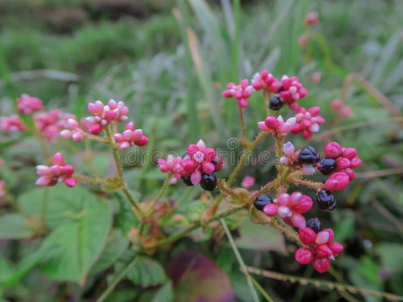 Fiore Vago Del Milkweed Di Palude Della Cultivar Soulmate Di Incarnata ...