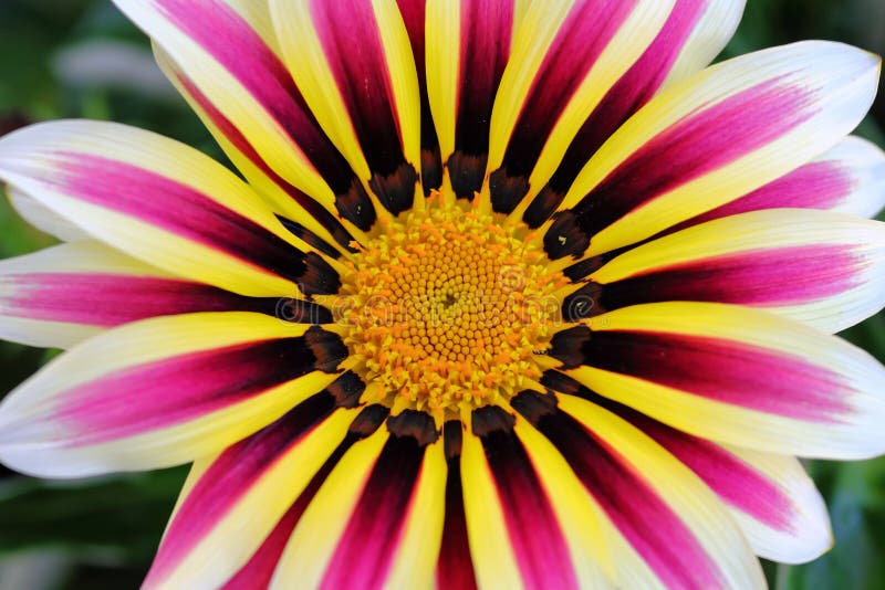 Fiore variopinto di Gazania immagini stock Fiore variopinto di Gazania immagini stock