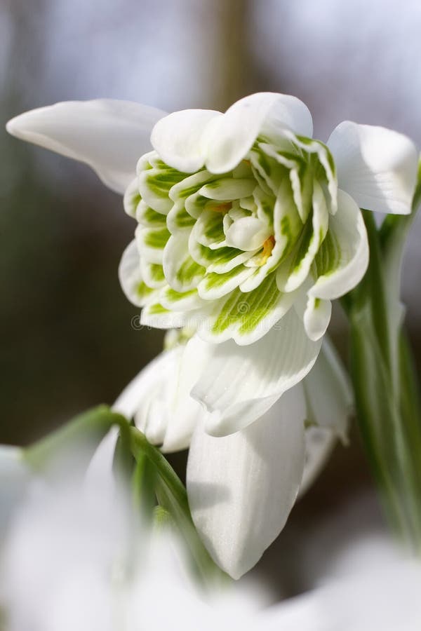 Fiore verde bianco di bucaneve (Galanthus) immagini stock libere da diritti Fiore verde bianco di bucaneve (Galanthus) immagini stock libere da diritti