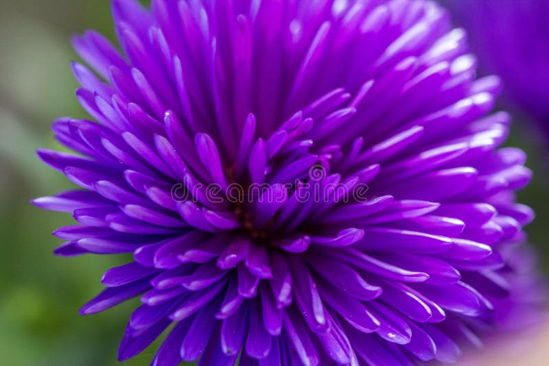 Fiore viola immagine stock libera da diritti Fiore viola immagine stock libera da diritti