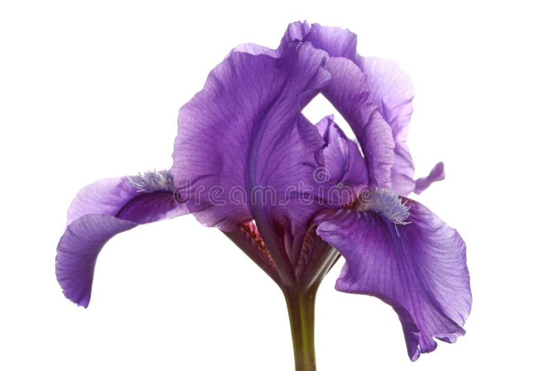 Fiore viola di un'iride barbuta nana immagine stock libera da diritti
