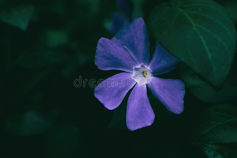 Fiore viola di una periwinkla comune immagini stock