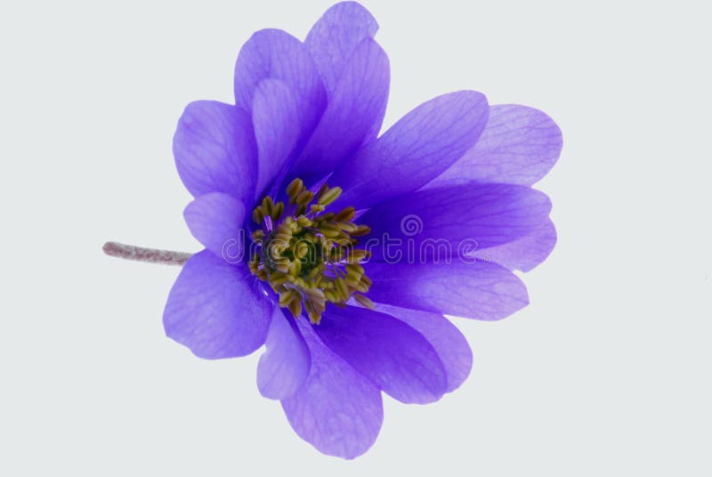 Fiore viola fragile