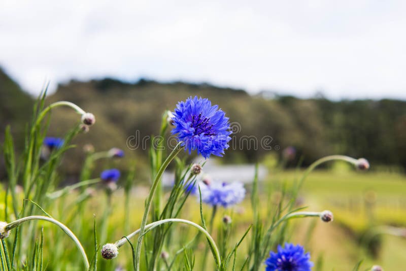 Fiore viola nel campo fotografia stock libera da diritti Fiore viola nel campo fotografia stock libera da diritti