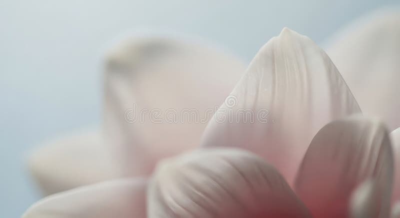 Fiorellino rosa rosa piccolo chiusura astratta royalty illustrazione gratis