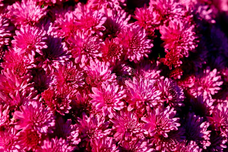 Fiori fotografie stock libere da diritti