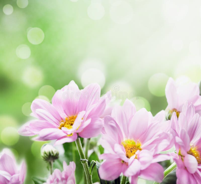 Fiori fotografie stock libere da diritti Fiori fotografie stock libere da diritti