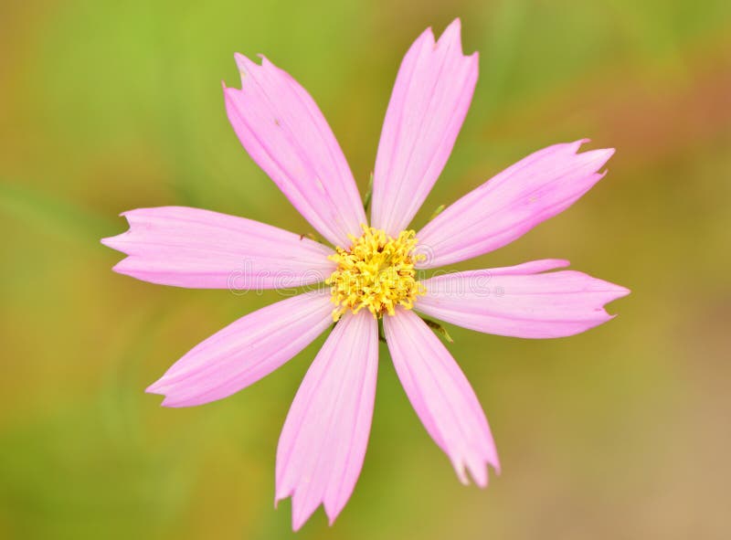 Brilliant abstract flower art, flower background beautiful, beauty of the bloom, blooming flowers in blossom, blue red purple botany bush, close up of daisy, colorful petals decoration and design, ecosystem safe clean environment, environmental flora project, floral arrangements live flowers, flowering in meadow flowers in a garden, gardening beauty and grass care, green leaf and macro, nature new and old, outdoor petal pink, plants red retro daisy rose, roses in season, spring and summer flowers vintage art, wallpaper flowers white, wildflower in the wood, yellow flowers. Brilliant abstract flower art, flower background beautiful, beauty of the bloom, blooming flowers in blossom, blue red purple botany bush, close up of daisy, colorful petals decoration and design, ecosystem safe clean environment, environmental flora project, floral arrangements live flowers, flowering in meadow flowers in a garden, gardening beauty and grass care, green leaf and macro, nature new and old, outdoor petal pink, plants red retro daisy rose, roses in season, spring and summer flowers vintage art, wallpaper flowers white, wildflower in the wood, yellow flowers