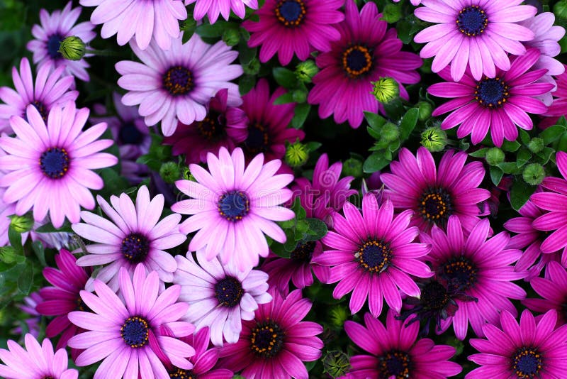 Fiori fotografia stock libera da diritti