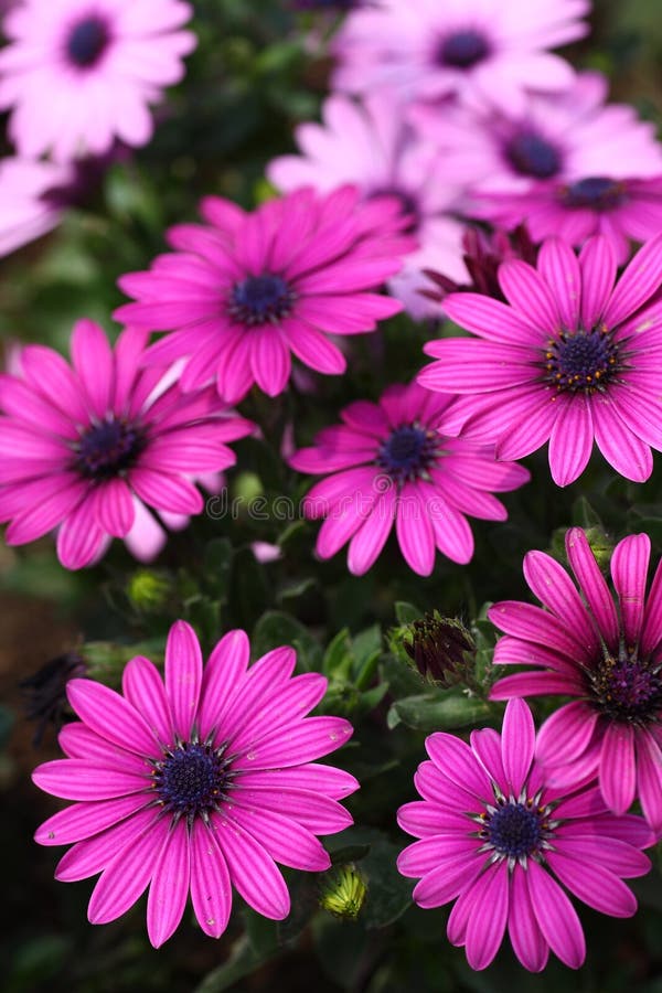 Fiori fotografia stock libera da diritti