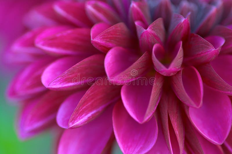 Fiori fotografia stock libera da diritti