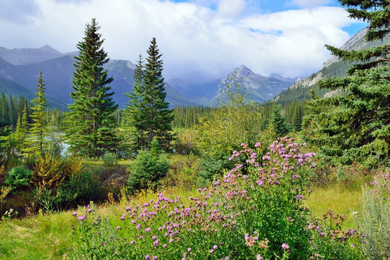 Fiori alpini sulla priorità alta e canadese Montagne Rocciose sui precedenti Strada panoramica di Icefields fra Banff ed il diasp immagini stock libere da diritti Fiori alpini sulla priorità alta e canadese Montagne Rocciose sui precedenti Strada panoramica di Icefields fra Banff ed il diasp immagini stock libere da diritti