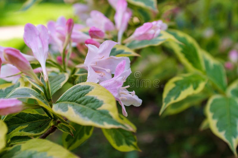 Fiori antiquati del Weigela fotografie stock libere da diritti Fiori antiquati del Weigela fotografie stock libere da diritti