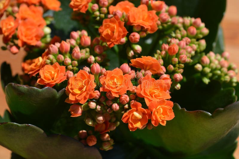 Piante Grasse Con Fiori Arancio Kalanchoe Rosso-arancione fotografia stock. Immagine di colore - 20651208