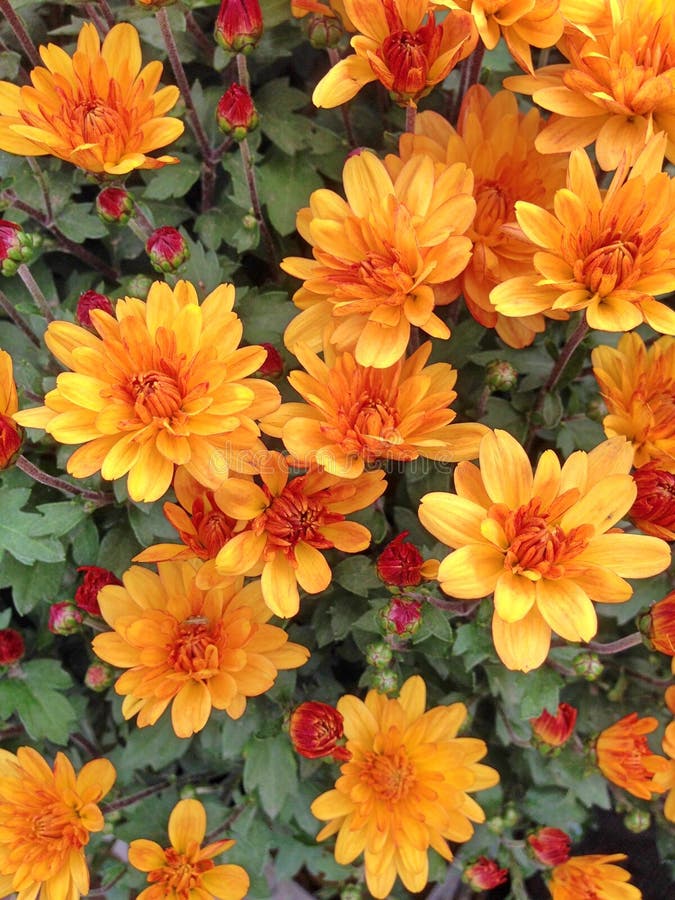 Un'esposizione variopinta dei fiori arancio luminosi da un Chrysant sferico che fiorisce in autunno