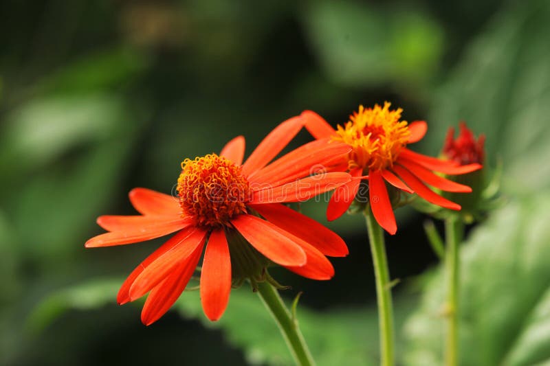 Fiori arancioni immagini stock