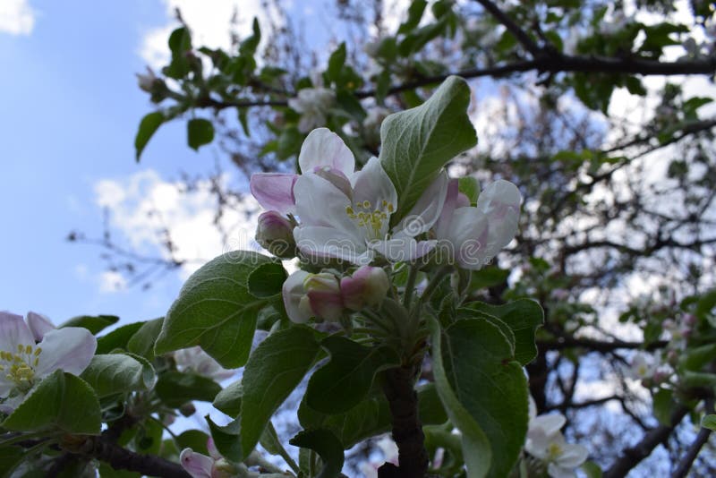 Fiori bianchi delicati e germogli rosa della pera su un ramo fotografia stock Fiori bianchi delicati e germogli rosa della pera su un ramo fotografia stock