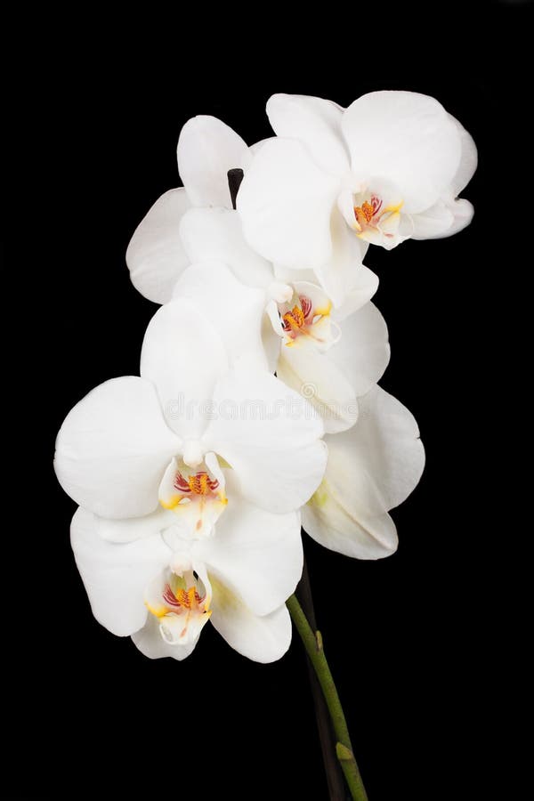 Fiori bianchi dell'orchidea immagine stock libera da diritti