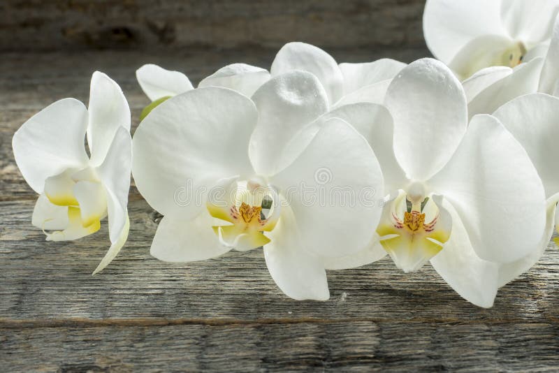 Fiori bianchi dell'orchidea su fondo rustico di legno fotografie stock Fiori bianchi dell'orchidea su fondo rustico di legno fotografie stock