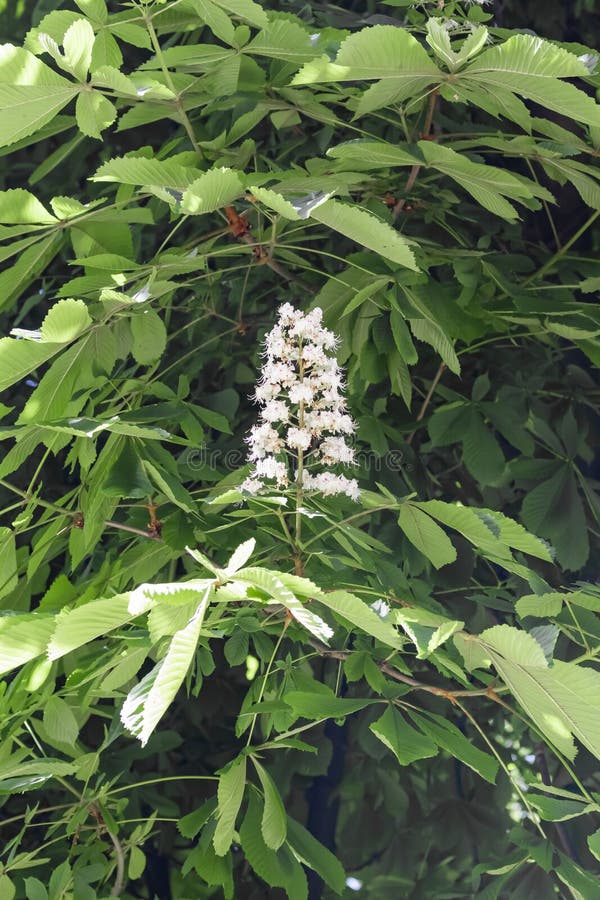 Fiori bianchi della castagna d'India su un ramo con fogliame verde sopra fotografia stock Fiori bianchi della castagna d'India su un ramo con fogliame verde sopra fotografia stock