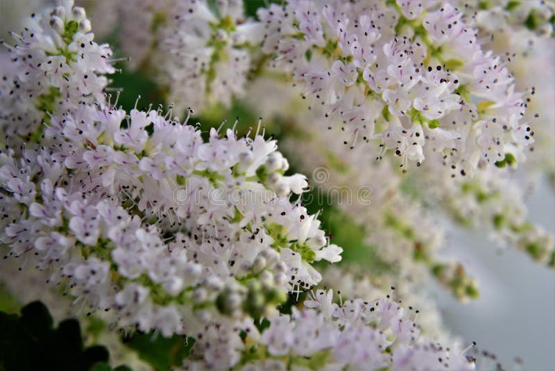 Fiori bianchi di commiphora myrha al mattino fotografie stock libere da diritti