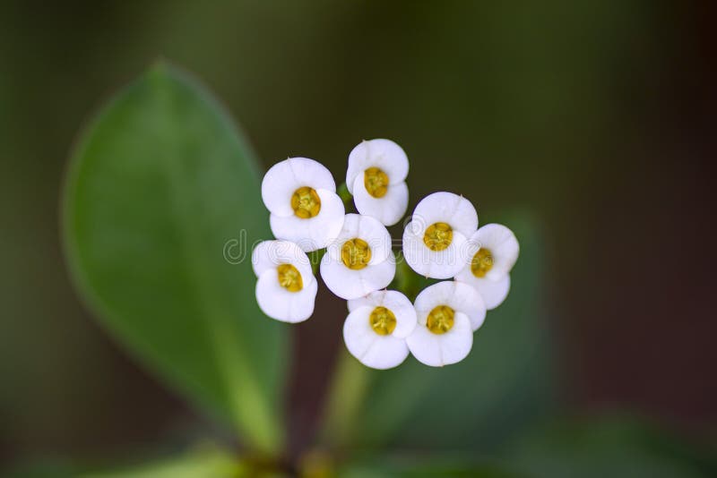 Fiori bianchi di Euphorbia milii chiudono su uno sfondo verde sfuocato fotografia stock Fiori bianchi di Euphorbia milii chiudono su uno sfondo verde sfuocato fotografia stock