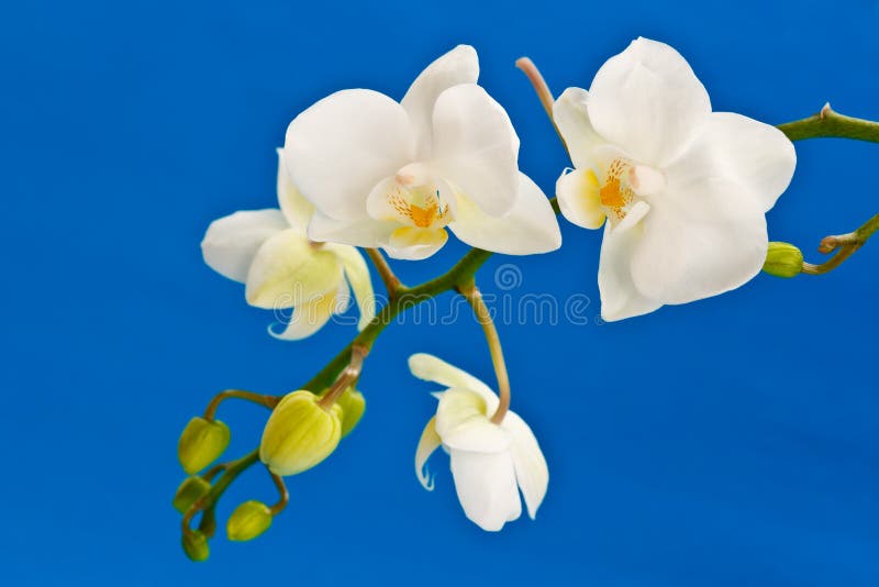 Fiori bianchi di phalaenopsis immagini stock libere da diritti